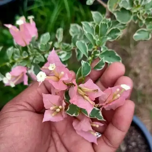 Pink_Sakura_Belacan_Bougainvillea_Flower_Plant