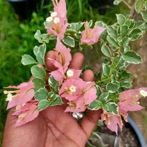 Pink_Sakura_Belacan_Bougainvillea_Flower_Plant