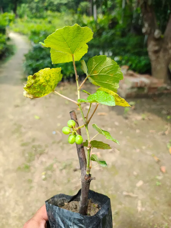 Pink_Grapes_Plant_Dwarf_Veriety_(Hot_Claimante)