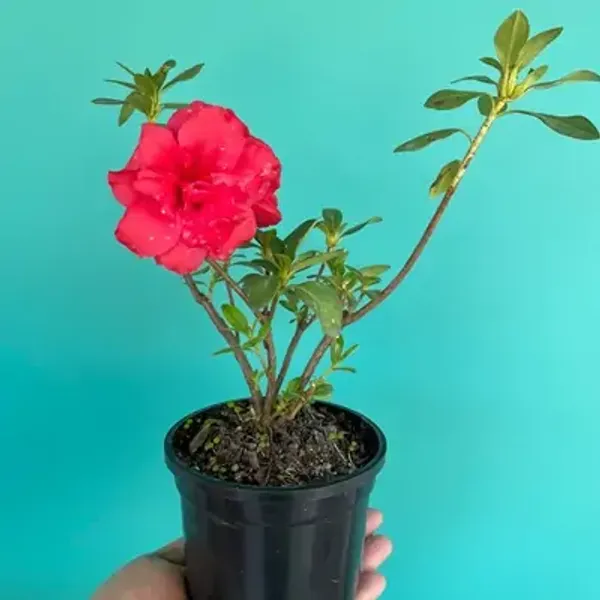 Red_Azalea_Flower_Plant