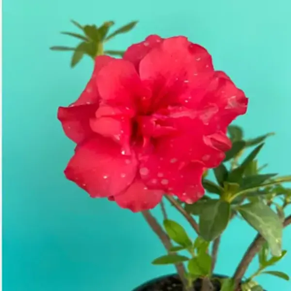 Red_Azalea_Flower_Plant