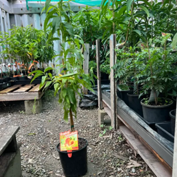 Yellow_Australian_Dwarf_Variety_Queen_Peach_Grafted_Fruit_Plant