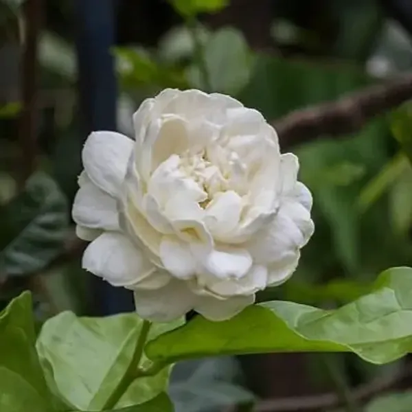 White_Jessamine_Flower_Plant_Bel_Flower