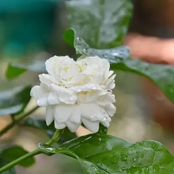 White_Jessamine_Flower_Plant_Bel_Flower