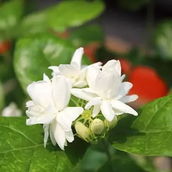 White_Jessamine_Flower_Plant_Bel_Flower