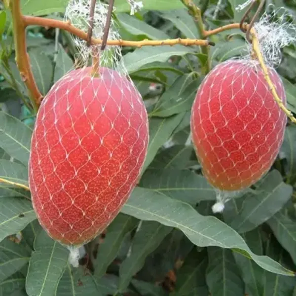 Red_Miyazaki_Mango_Fruit_Plant