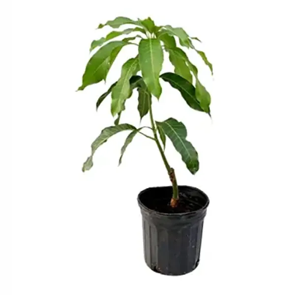Red_Miyazaki_Mango_Fruit_Plant