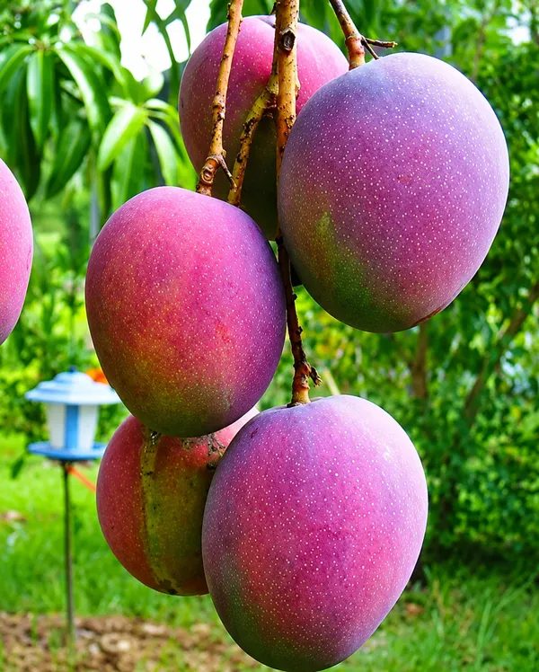 Red_Miyazaki_Mango_Fruit_Plant