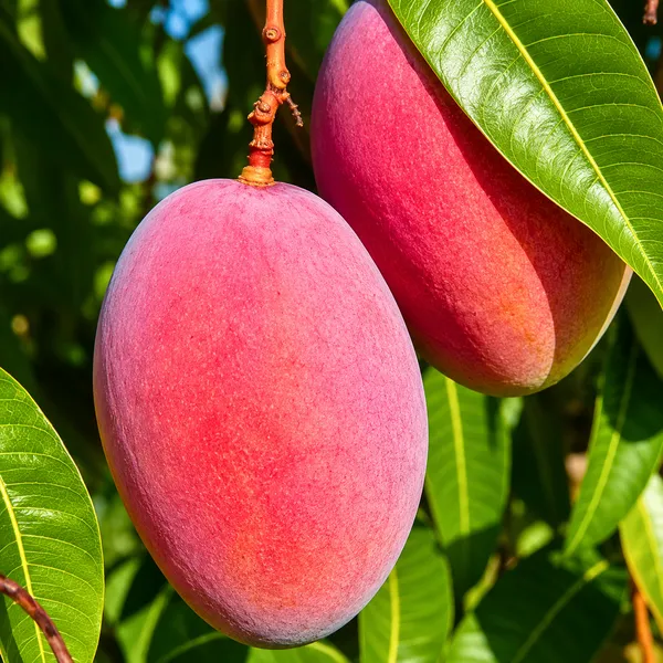 Red_Miyazaki_Mango_Fruit_Plant