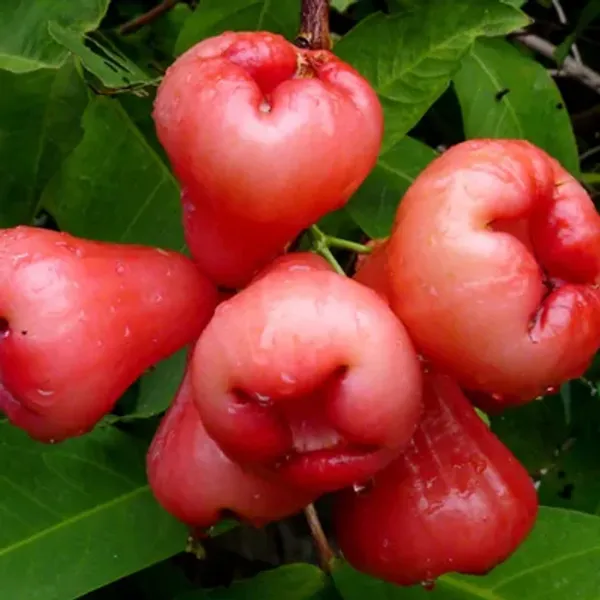 Red_Water_Apple_Fruit_Plant