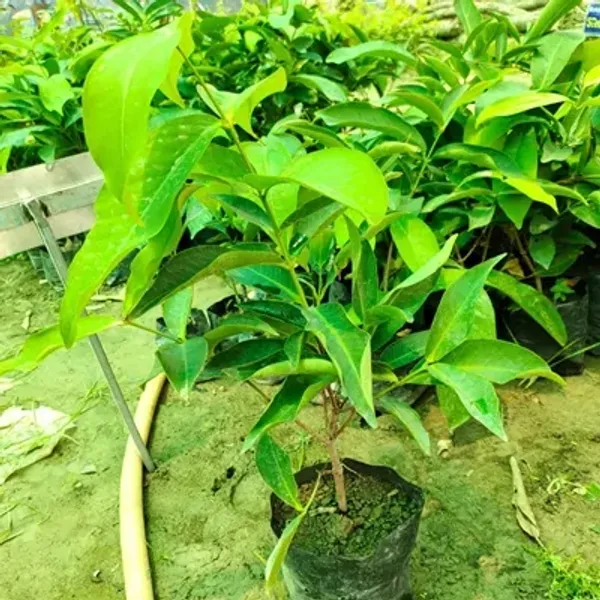 Red_Water_Apple_Fruit_Plant