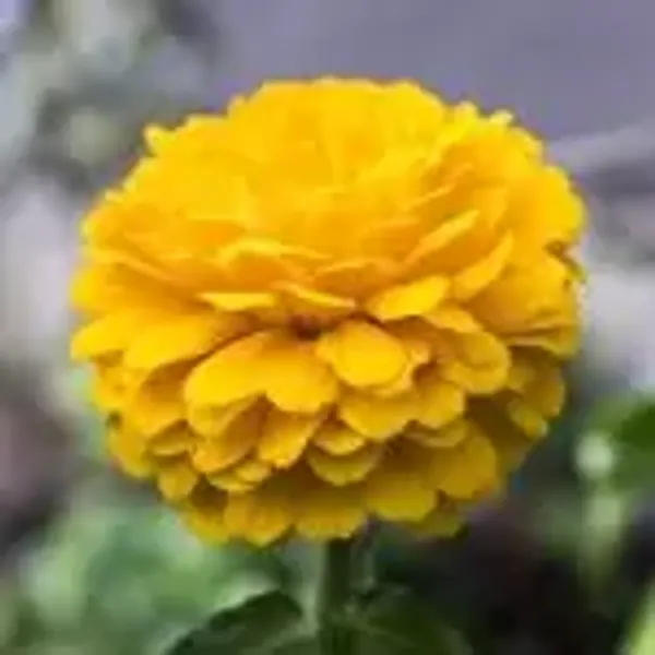Yellow_Zinnia_Flower_Plant