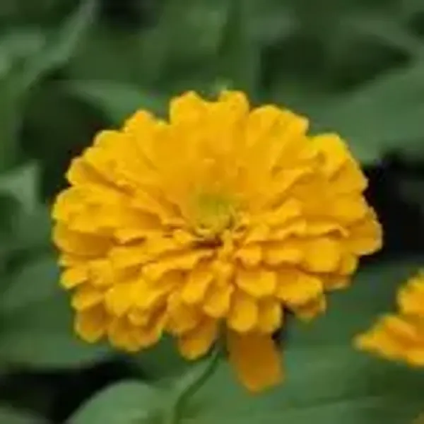 Yellow_Zinnia_Flower_Plant