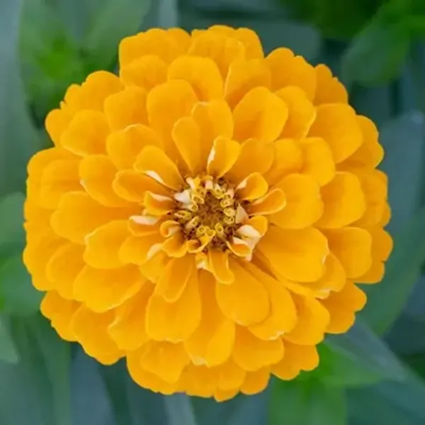 Yellow_Zinnia_Flower_Plant