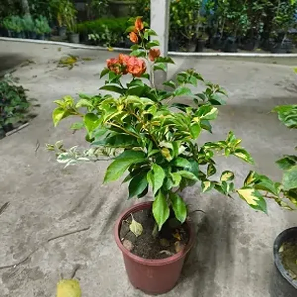 Multicolor_Mult_Grafted_Bougainvillea_Flower_Plant_5_Colour