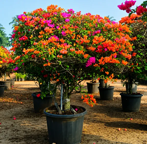 Multicolor_Multigrafted_Bougainvellia_Flower_Plant_5_Colour