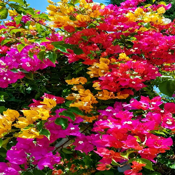 Multicolor_Multigrafted_Bougainvellia_Flower_Plant_5_Colour