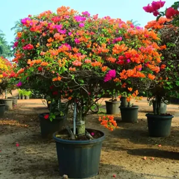 Multicolor_Mult_Grafted_Bougainvillea_Flower_Plant_5_Colour