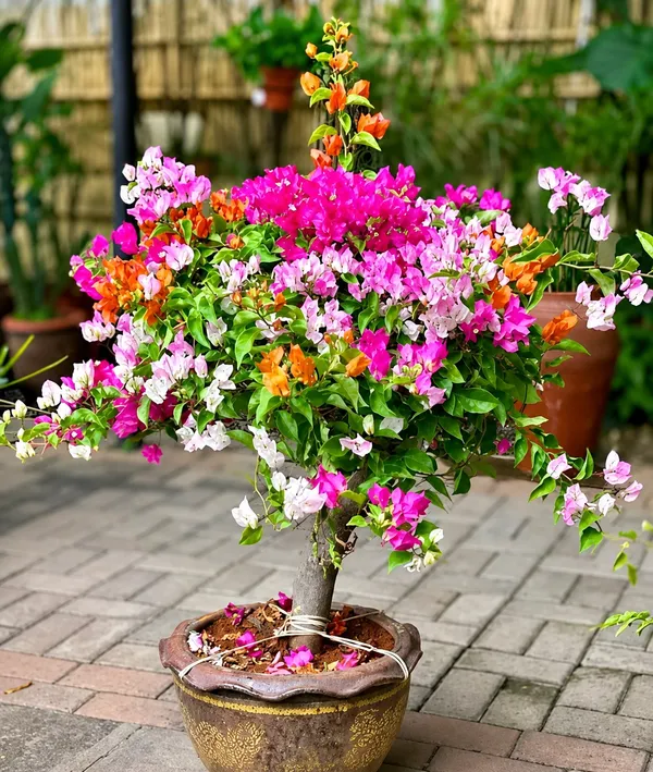 Multicolor_Multigrafted_Bougainvellia_Flower_Plant_5_Colour