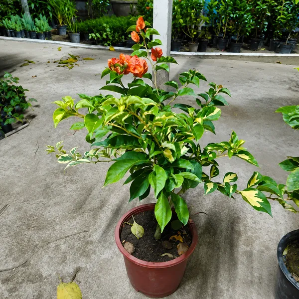 Multicolor_Multigrafted_Bougainvellia_Flower_Plant_5_Colour