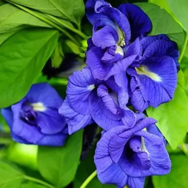 Blue_Aparajit_Flower_Plant