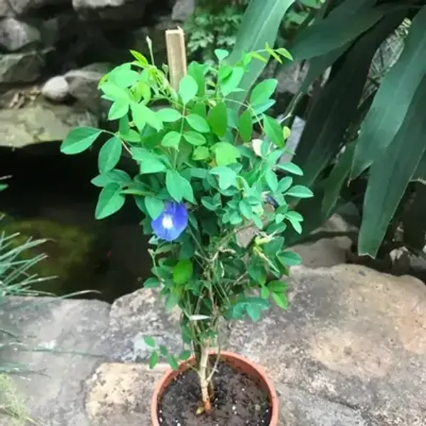 Blue_Aparajit_Flower_Plant