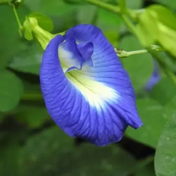 Blue_Aparajit_Flower_Plant