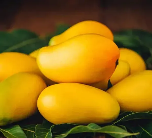 Yellow_Honeydew_Grafted_Mango_Fruit_Plant
