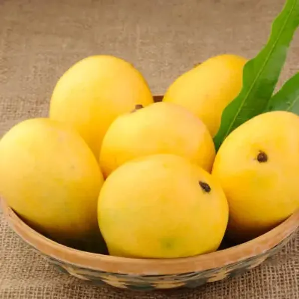 Yellow_Honeydew_Grafted_Mango_Fruit_Plant