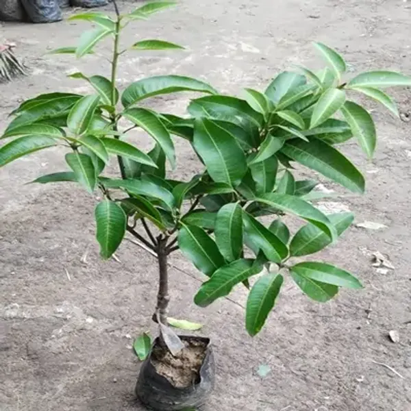 Yellow_Honeydew_Grafted_Mango_Fruit_Plant