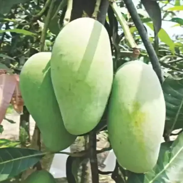Green_Vietnam_All_Time_Mango_Grafted_Fruit_Plant