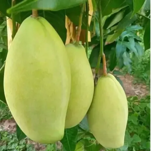 Green_Vietnam_All_Time_Mango_Grafted_Fruit_Plant