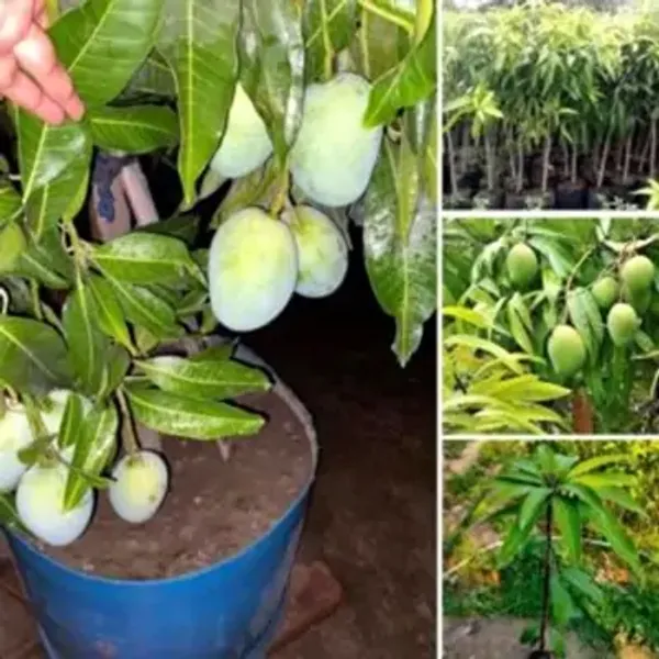 Green_Vietnam_All_Time_Mango_Grafted_Fruit_Plant