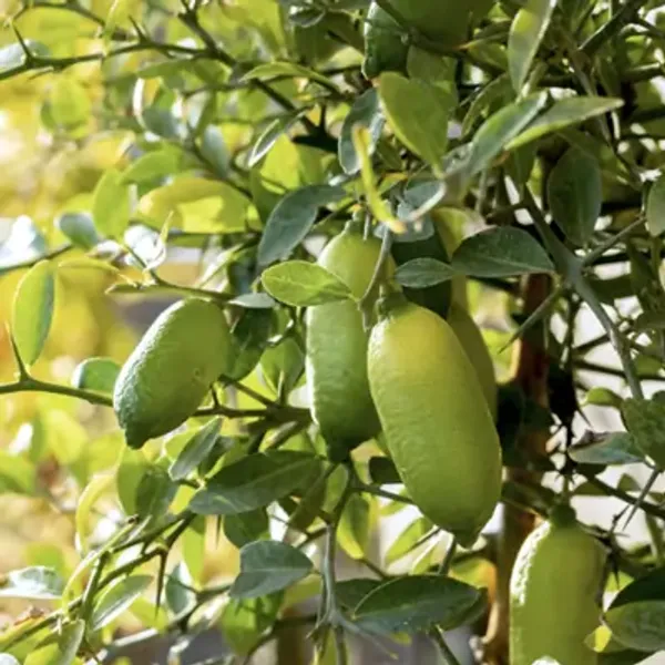 Australian_Figure_Lemon_Fruit_Plant