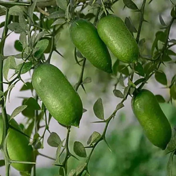 Australian_Figure_Lemon_Fruit_Plant