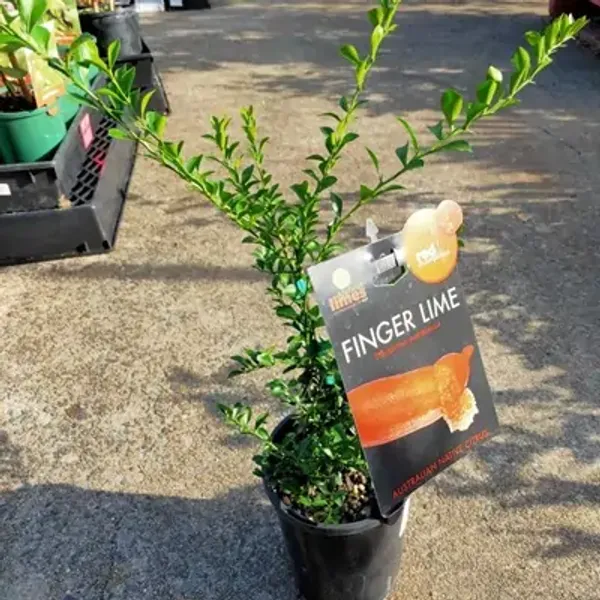 Australian_Figure_Lemon_Fruit_Plant