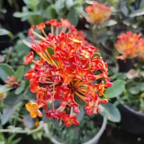 Orange_Thailand_Variety_Ixora_Flower_Plants
