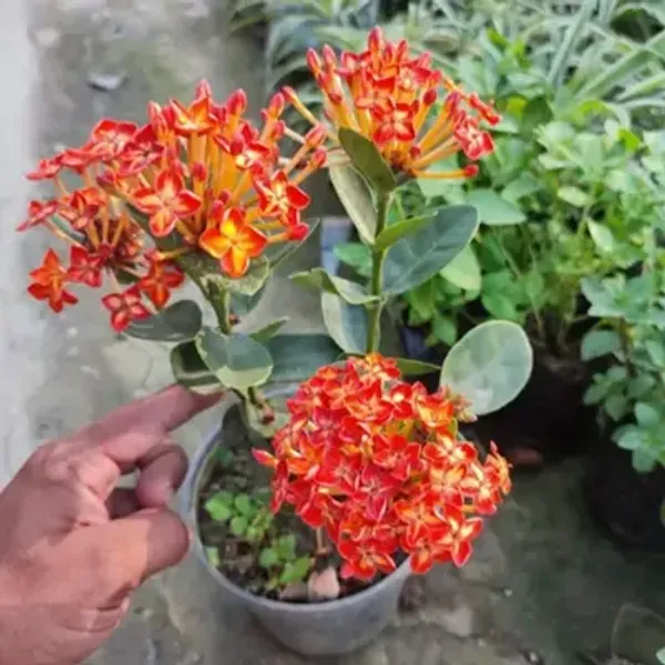 Orange_Thailand_Variety_Ixora_Flower_Plants
