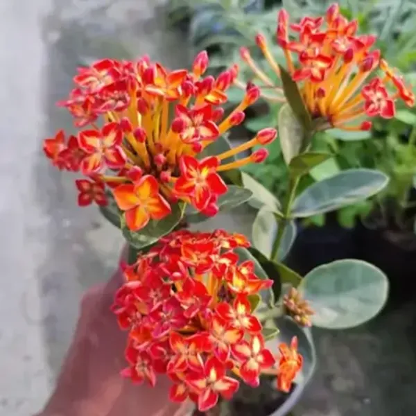 Orange_Thailand_Variety_Ixora_Flower_Plants