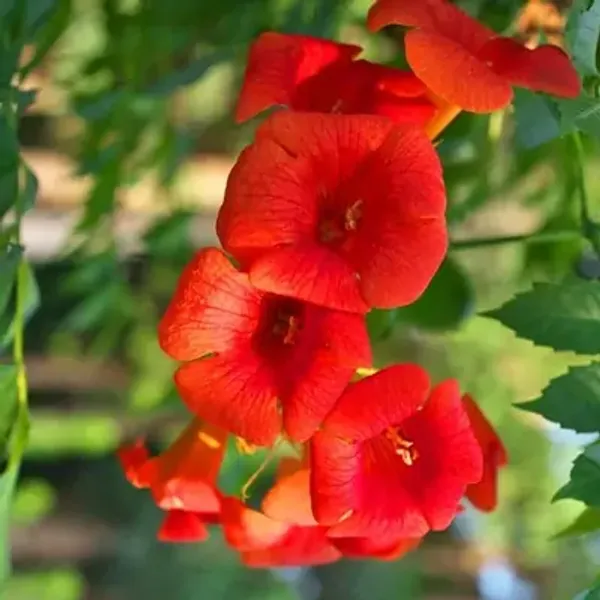 Orange_Tecoma_Flower_Planted