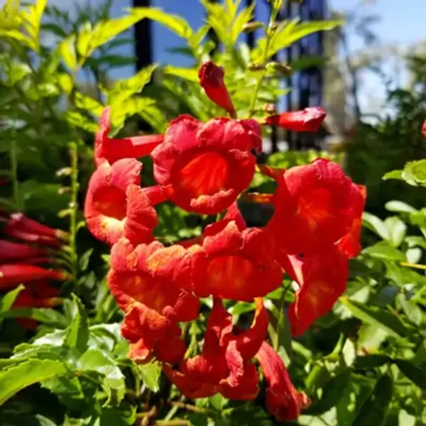 Orange_Tecoma_Flower_Planted