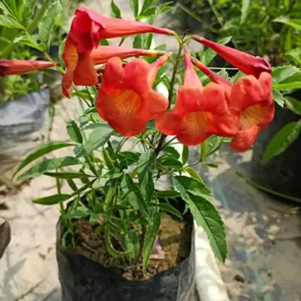 Orange_Tecoma_Flower_Planted