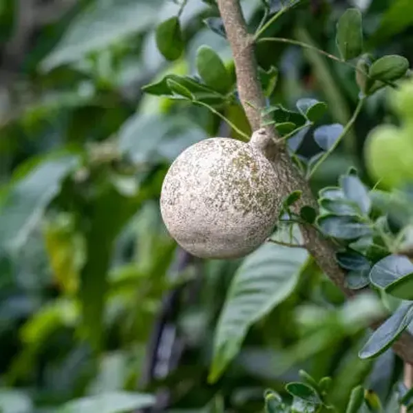 White_Wood_Apple_Grafted_Fruit_Plant_Bael