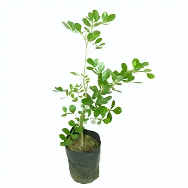 White_Wood_Apple_Grafted_Fruit_Plant_Bael