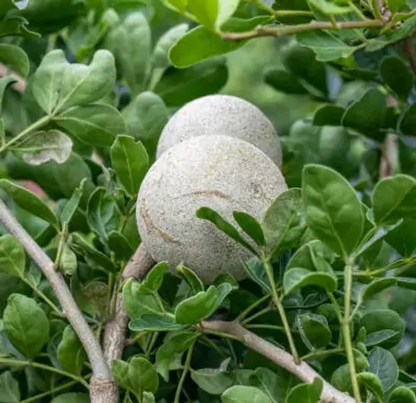 White_Wood_Apple_Grafted_Fruit_Plant_Bael