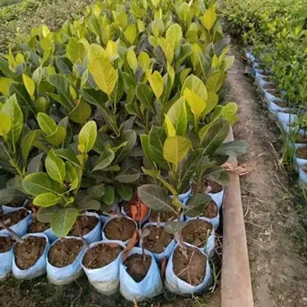 Green_Seedless_Hybrid_Grafted_Jackfruit_Plant