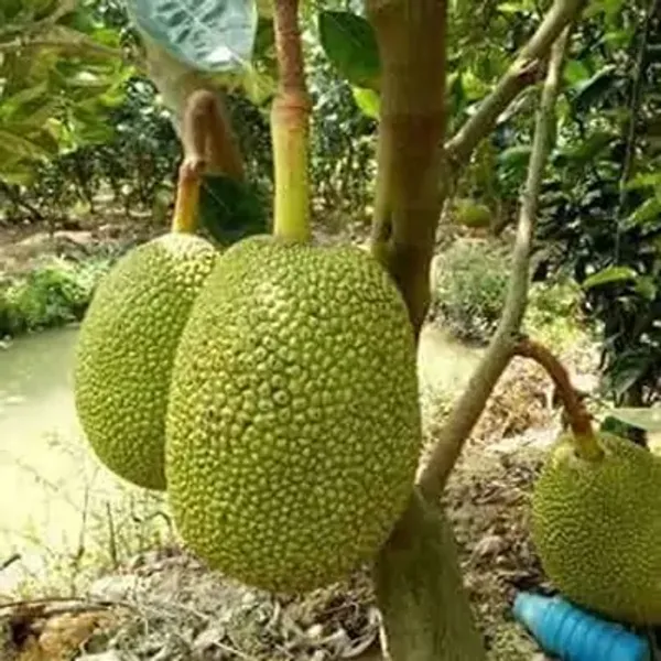Green_Seedless_Hybrid_Grafted_Jackfruit_Plant