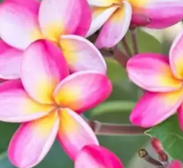 Pink_&_White_Dwarf_Variety_Plumeria_Flower_Plant