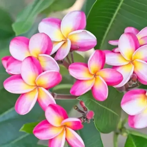 Pink_&_White_Dwarf_Variety_Plumeria_Flower_Plant