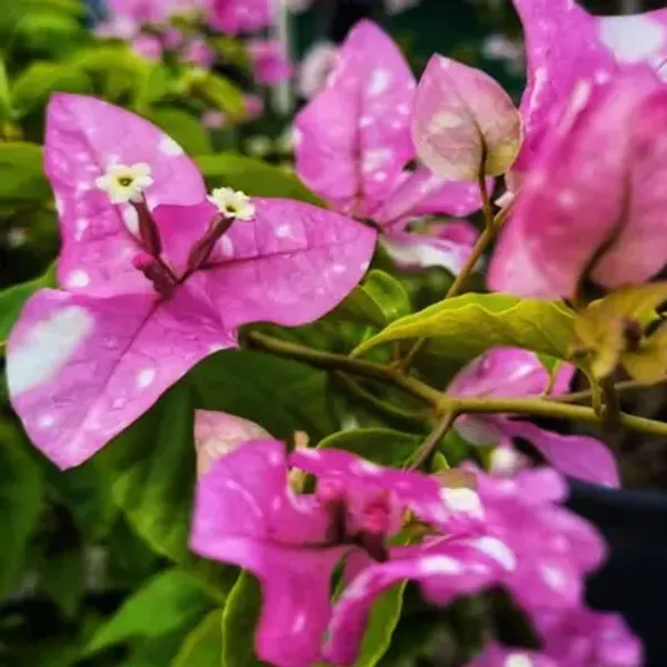Miss_Holand_Bougainvillea_Flower_Plant